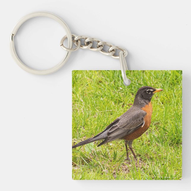 American Robin (Framsidan)