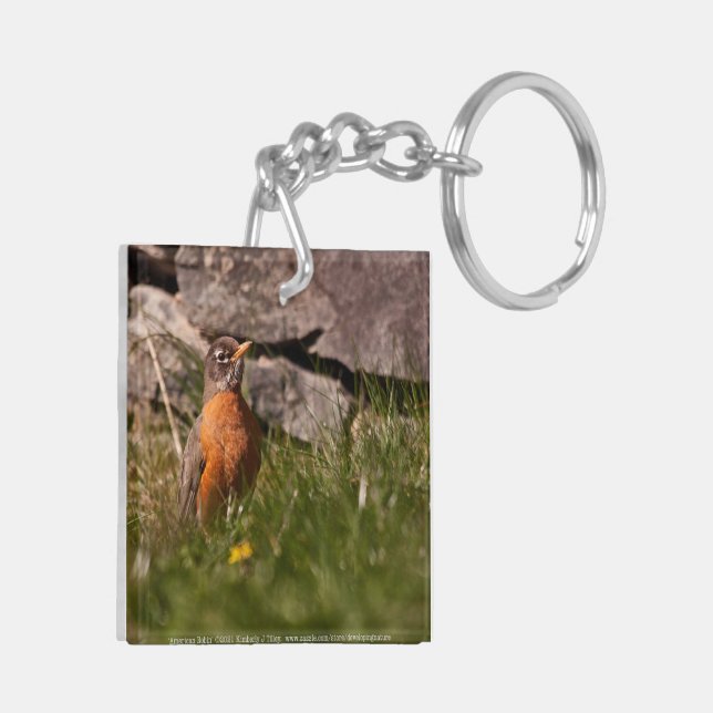 American Robin (Vänster Baksida)