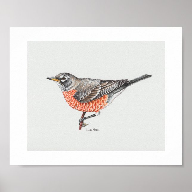American Robin Art Print Poster (Framsidan)