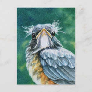 American Robin Bird Fledgling Watercolor Art Vykort