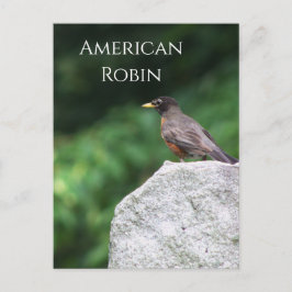 American Robin Bird Photo Postcard Vykort