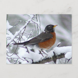 American Robin Bird Postcard Vykort