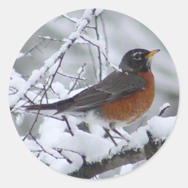 American Robin Bird Stickers Runt Klistermärke (Framsida)