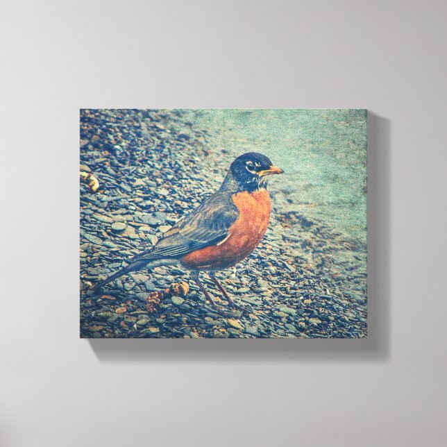 American Robin Bird Wrapped Canvas (Framsida)