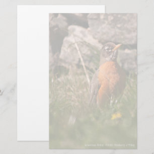 American Robin Brevpapper