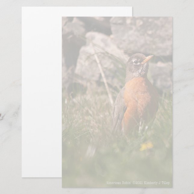 American Robin Brevpapper (Fram/baksida)
