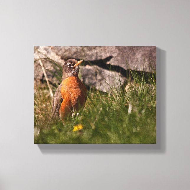 American Robin Canvastryck (Framsida)
