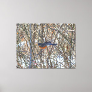 American Robin Canvastryck