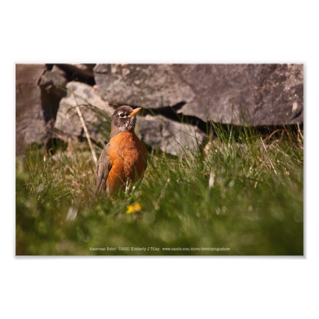 American Robin Fototryck (Framsidan)