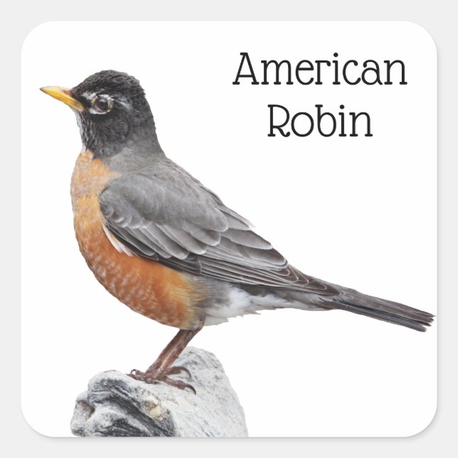 American Robin Fyrkantigt Klistermärke (Framsida)