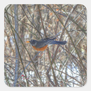 American Robin Fyrkantigt Klistermärke