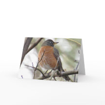 American Robin Greeting Card