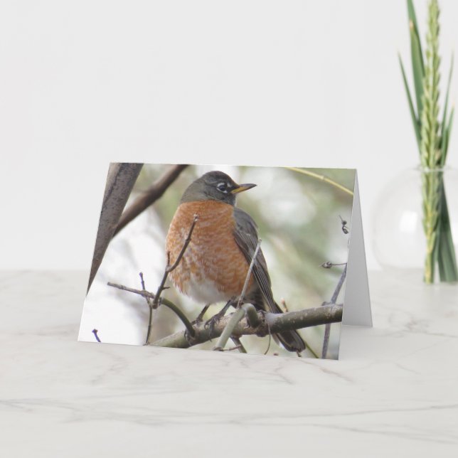 American Robin Greeting Card Kort (Framsida)