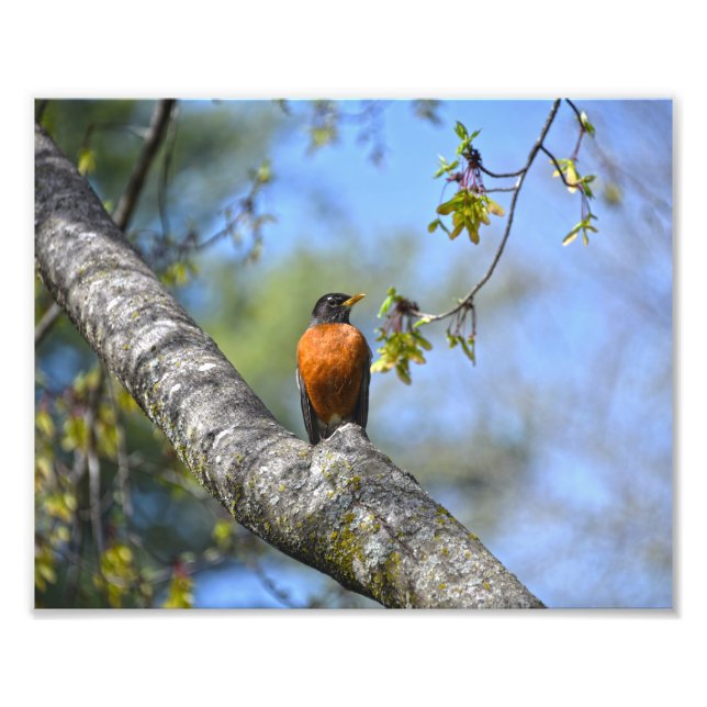 American Robin in a Maple Träd Fototryck (Framsidan)