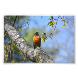 American Robin in a Maple Träd Fototryck