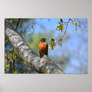 American Robin in a Maple Träd Poster
