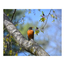 American Robin in a Maple Träd