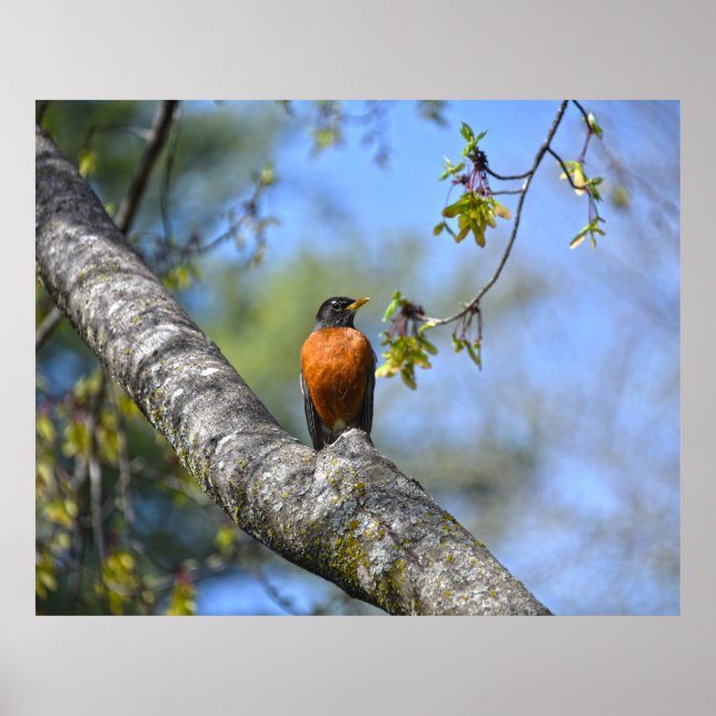 American Robin in a Maple Träd Poster (Framsidan)