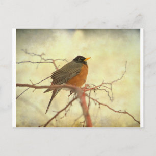 American Robin in the Springtime Vykort