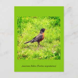 American Robin Inbjudan Vykort