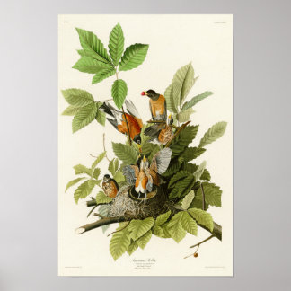 American Robin John James Audubon Birds of America Poster
