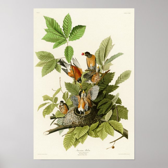 American Robin John James Audubon Birds of America Poster (Framsidan)
