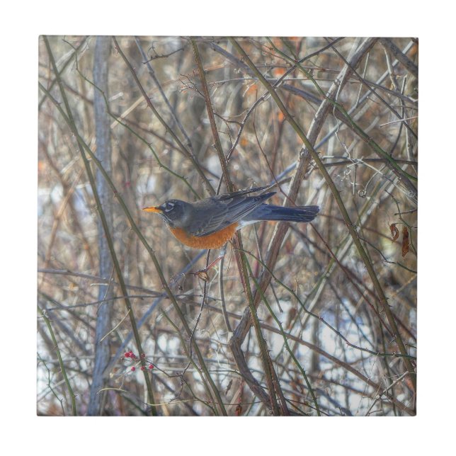 American Robin Kakelplatta (Framsidan)
