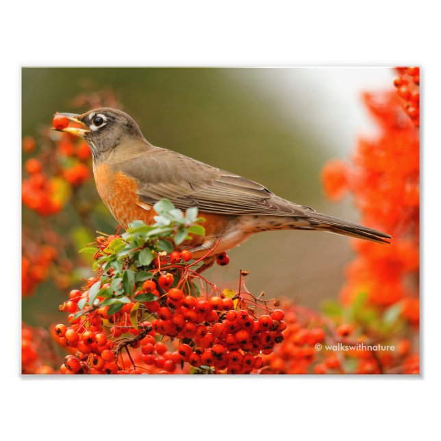 American Robin Kärlek Pyracantha Berries Fototryck (Framsidan)