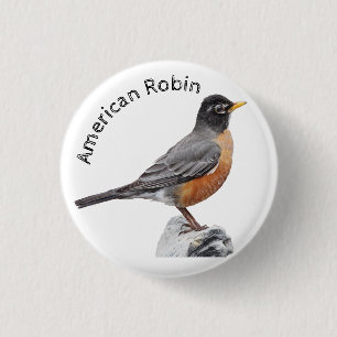 American Robin Knapp