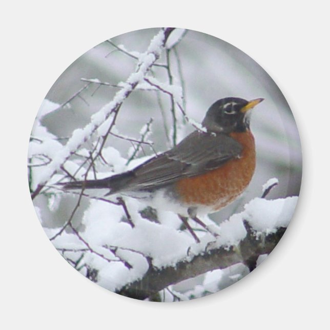 American Robin Magnet (Framsidan)