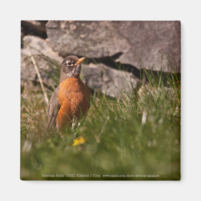 American Robin Magnet (Framsidan)