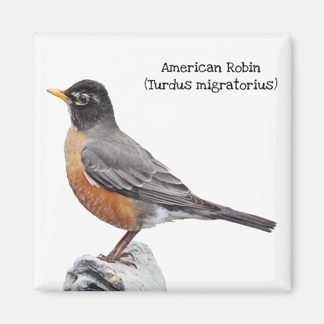 American Robin Magnet (Framsidan)