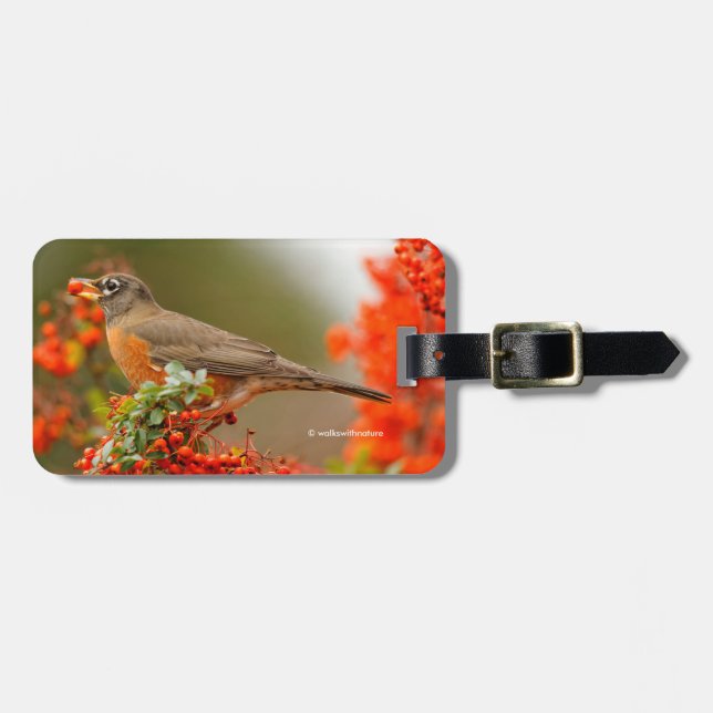 American Robin med en Pyracantha Pomme Bagagebricka (Horisontell Framsida)