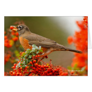 American Robin med en Pyracantha Pomme Hälsningskort