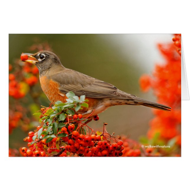 American Robin med en Pyracantha Pomme Hälsningskort (Framsidan Horizontal)