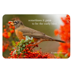 American Robin med en Pyracantha Pomme Magnet