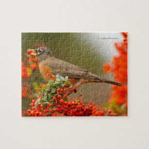 American Robin med en Pyracantha Pomme Pussel