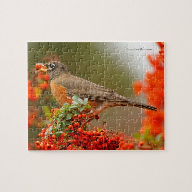 American Robin med en Pyracantha Pomme Pussel (Horisontell)