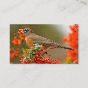 American Robin med en Pyracantha Pomme Visitkort