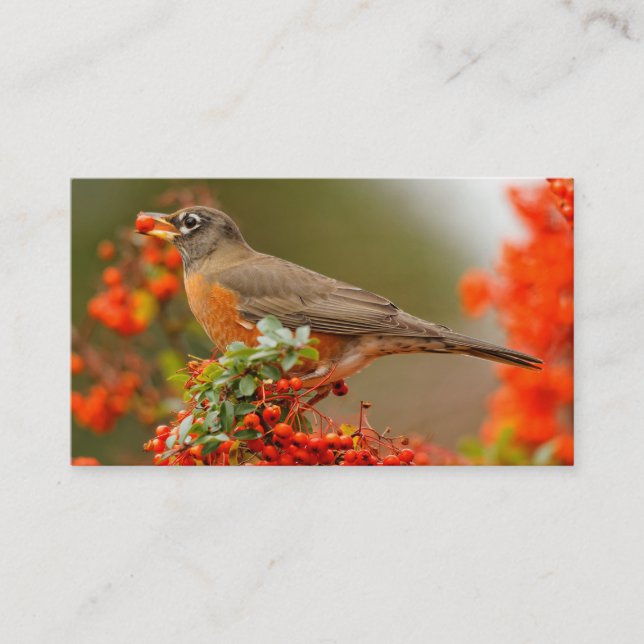 American Robin med en Pyracantha Pomme Visitkort (Framsida)