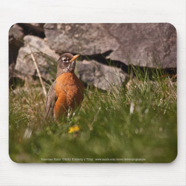 American Robin Musmatta (Framsidan)