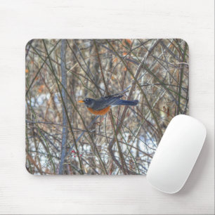 American Robin Musmatta