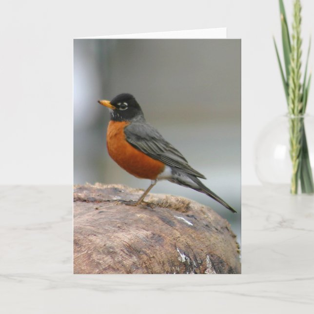 American Robin Notecard Kort (Framsida)