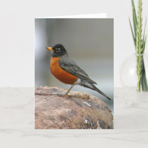 American Robin Notecard Kort