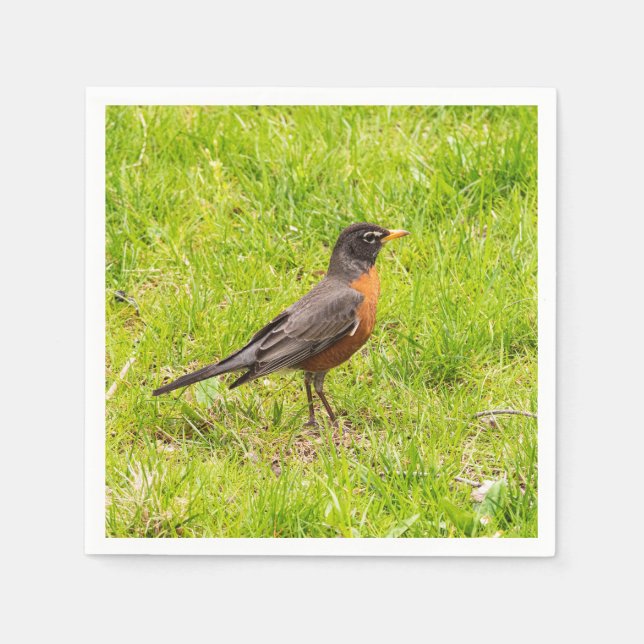 American Robin Pappersservett (Framsidan)