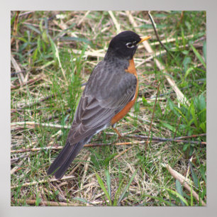 American Robin Photo Poster