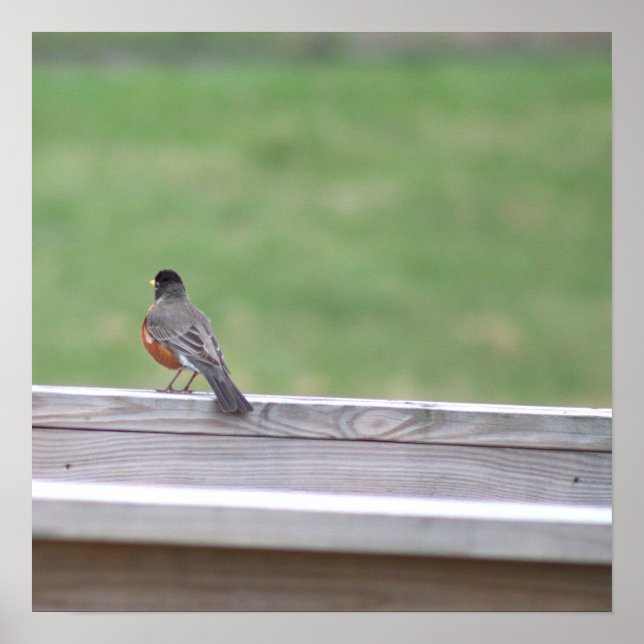 American Robin Photo Poster (Framsidan)