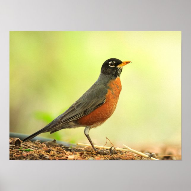 American Robin Photo Poster (Framsidan)