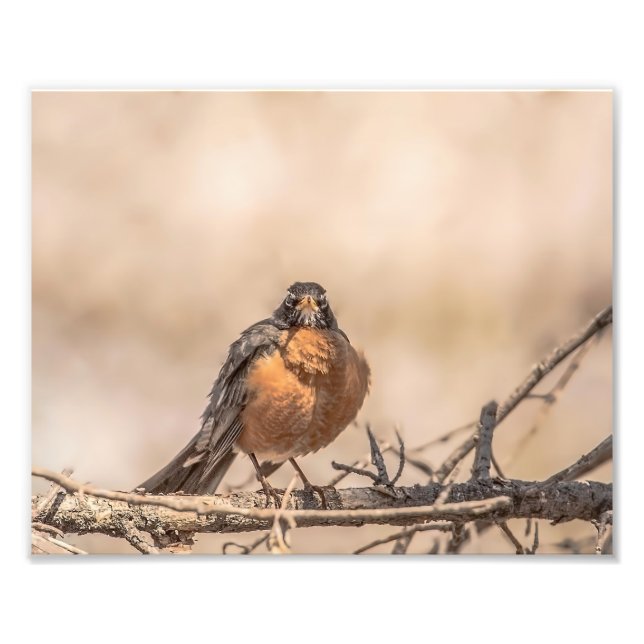 American Robin Photography Print Fototryck (Framsidan)