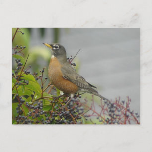 American Robin Postcard Vykort